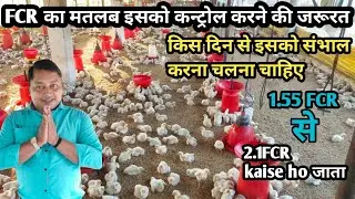 how to control broiler FCR 25 days#how to maintain FCR for broiler Bird#poultry .