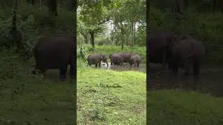 Group of elephants in pond kabini #elephant #calf #kabini #wildlife #elephants #viralvideos #shorts