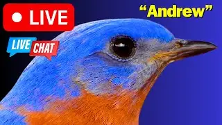 🌳Tennessee WOODS Live Bird Feeder Cam!🔍(Zoomed In)