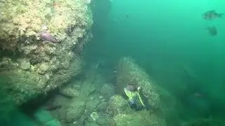Underwater Highlights from ODFW Video Lander Surveys