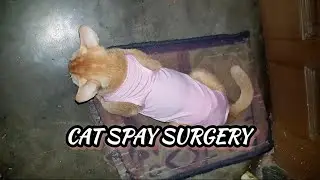 বিড়াল কে Spaying করিয়ে দিলাম😯সারা রাত জেগে থাকতে হলো আমার🙂