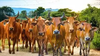 Herding Thousands of Cute, Tame Cows Roaming the Road - Cows Dancing. Cow Sounds. Cute Cows