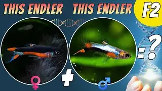 Santa Maria x Blue Star Endler Cross &ndash; Second Generation Update & Re-Cross Project