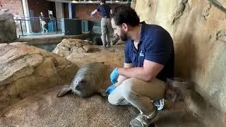 Harbor seal Rasal, of Norwalk's Maritime Aquarium, turns 40 years old next month
