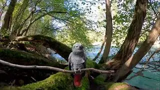 African grey noises in the wild - african grey parrot sounds in the wild garden