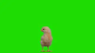 chick green screen video
