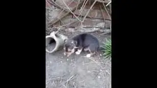 Beautiful Jackhuahua Jack Russell / Chihuahua Pups