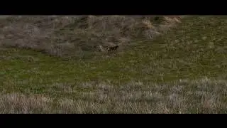 A pair of wolf seen in Montgomery Hill Park, SJ, CA_12272023