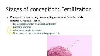 Chapter 2 Heredity and Prenatal Development:Conception