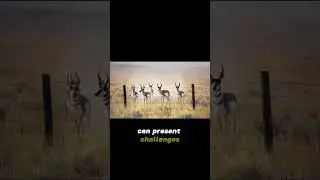 Pronghorns AMAZING habitat Secrets
