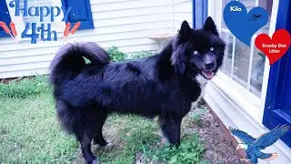 Kilo | Husky Palace