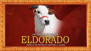 LOTE 12   SOBERANA FIV NELORE PARA&Iacute;SO   MRJP 1005 zap