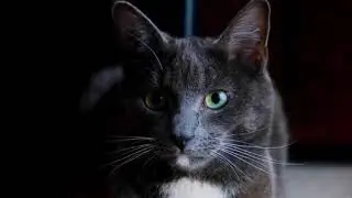 Strange Cat Behaviors and Possible Emotions Explained