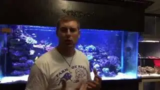 Open Brain Coral