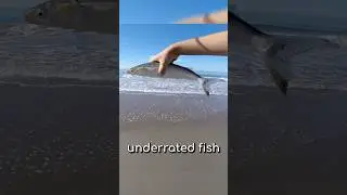 This fish is underrated