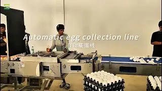 Automatic egg collection line, real customer feedback#greatfarm #automatic #eggcollection #chicken