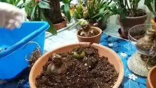 Амариллис(Amarillis)Способы посадки.