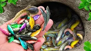 Catch strange aquarium fish in small pond, puffer fish, goby fish, blue guppies, goby fish, turtle.