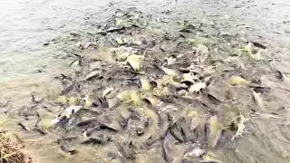 FISH FARMING IN PATNA BIHAR || FISH 🐟 FEEDING TIME || 