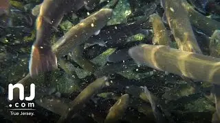 Raising and stocking rainbow trout from the Pequest Hatchery