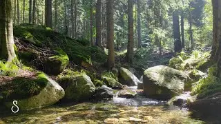 Stream In Sunny Forest | 3 Hours | Nature Scenes