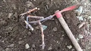 EN KOLAY ÜZÜM ÇOĞALTMA TEKNİKLERİ-THE MOST EASY GRAPE PRODUCTION