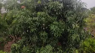 Raining Mango Tree Free Stock Footage