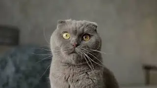 Cats Purring Paradise | Listen for 48 Hours on Loop, Noise Blocker for Sleep, Study, Focusing, ADHD
