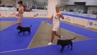 CACIB 2017 - KYIV, UKRAINE
