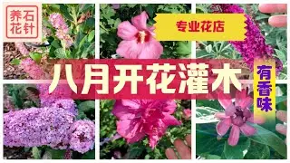 八月花店的开花灌木 - 醉鱼草 Butterfly Bush, 夏蜡梅 Sweetshrub, 夏甜甜灌木 Summersweet Shrub, 木槿 Tree mallow