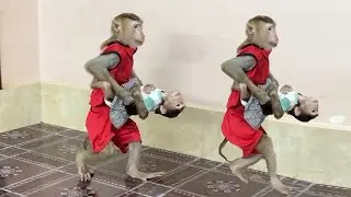 Most Muscleman Brother Sovan Walk To Take Sister Kobie To Mom Very Sweet & Gentle!!