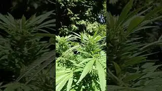 Grapefruit Haze Outdoor Mid Flower - Soaking in rayz and chunking up nice! 🌿☀️🍊 #headyvibes ⚡⚡