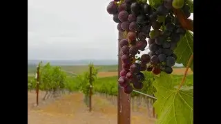 Positive Economic Trends Reflect well on CA Coastal Wine Industry