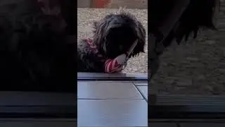 #animalloverworld ##animal #shihtzu #cute #animal #petlover #cute #dog #shitzulover