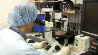 Hendra virus explained