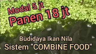 Sukses Budidaya Ikan Nila Sistem 