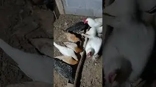 usaha sampingan ayam petelur elba pakan murah telur melimpah