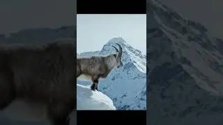 CRAZY LEAP OF FAITH | Snow Leopard Hunts Goat