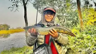 Catch and release of Snake head fish in west Bengal.