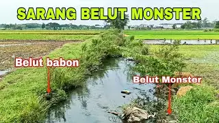 Siapa yang gak heran ketika melihat belut di sungai sebesar ini
