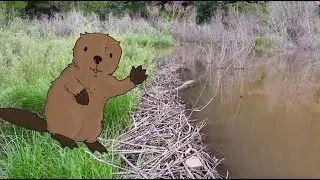 Wild Vermejo | What in the world is a riparian ecosystem?