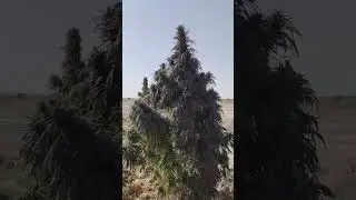 purple og kush plant in afghanistan dagar kakar khorasan