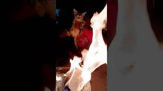 🎉🤣 video support karo &hearts;️😉 #unfrezzmyaccount #memes #comedy #cat #funny #cute #punjabimusi #trending