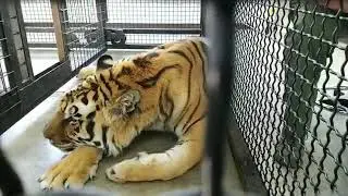 Tiger Recovers From Emergency Surgery at Turpentine Creek Wildlife Refuge