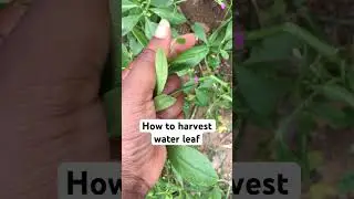 How to harvest waterleaf from garden #nokcuisine #waterleaf #vegetables #shorts #ramadanonshorts2024