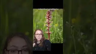Оробанч