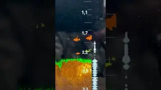 Deeper sonar #fishing #fish #carps #sorts #sort #fishingvideo #fishinglife