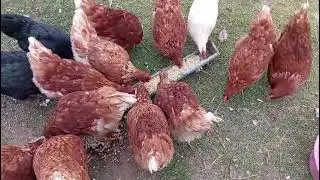 Tavuklara makarna verilirmi/makarna yumurta verimini arttırır mı #keşfet #animals #köy #tavuk #doğa 