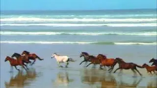 Cavalo Cavalgando