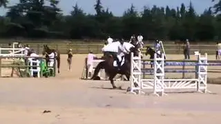 Ref: SQ - Show jumping horses for sale
